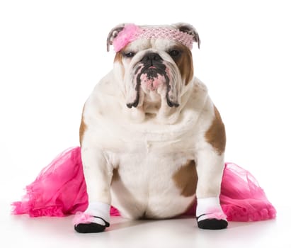 english bulldog wearing ballerina costume isolated on white background