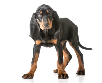 cute puppy - black and tan coonhound standing
