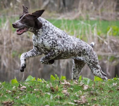german shorthaired pointer running in a park