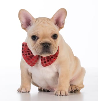french bulldog wearing red bowtie looking at viewer on white background