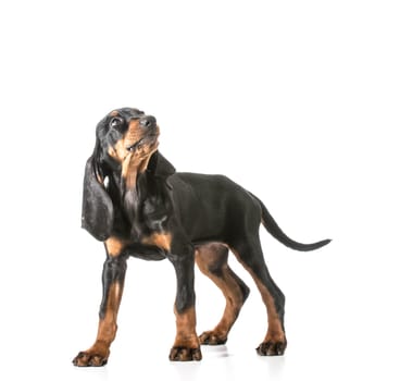 cute puppy - black and tan coonhound looking up