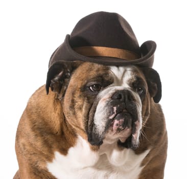 dog wearing western hat isolated on white background - english bulldog
