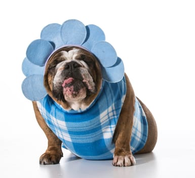 dog with funny expression wearing coat and matching headband on white background - english bulldog