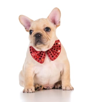 french bulldog wearing red bowtie looking on white background