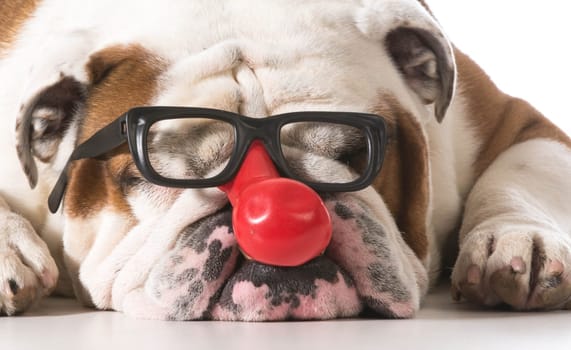 dog wearing clown glasses on white background - english bulldog