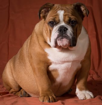 english bulldog puppy sitting on orange background