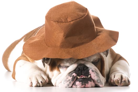 dog wearing cowboy hat on white background - english bulldog