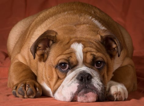 english bulldog puppy laying down looking at viewer on orange background