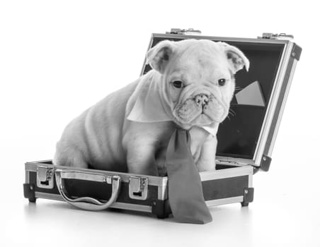 english bulldog puppy wearing tie sitting inside briefcase on white background