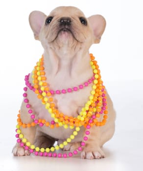 female french bulldog puppy wearing colorful necklace on white background