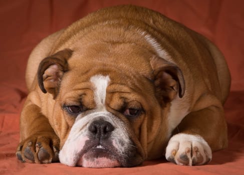 english bulldog puppy laying down looking at viewer on orange background