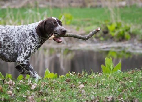 german shorthaired pointer running with a stick