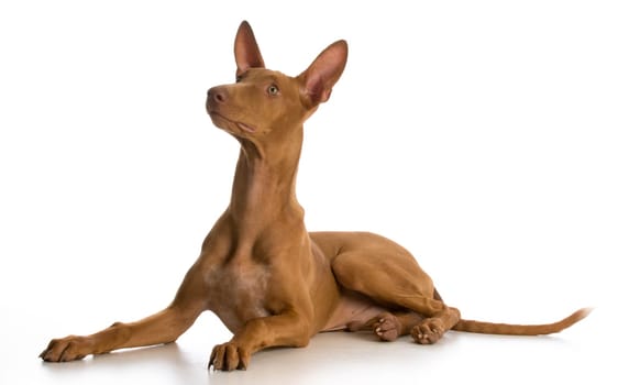 pharoah hound puppy laying down looking up on white background