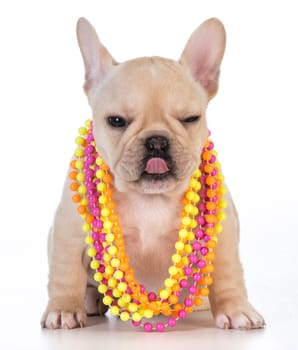 female french bulldog puppy wearing colorful necklace on white background