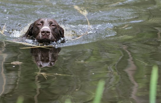 german shorthaired pointer swimming in the river