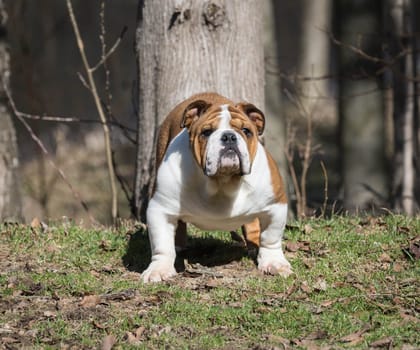 english bulldog puppy outside in the grass