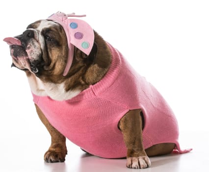 dog with funny expression wearing coat and matching headband on white background - english bulldog
