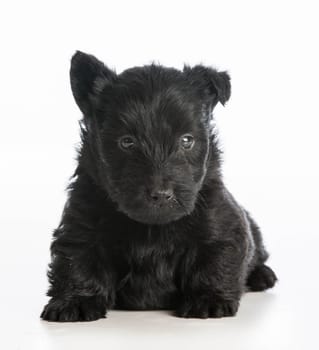 scottish terrier puppy sitting on white background - 6 weeks old