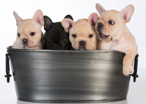 litter of french bulldog puppies in a wash basin on white background - 7 weeks old