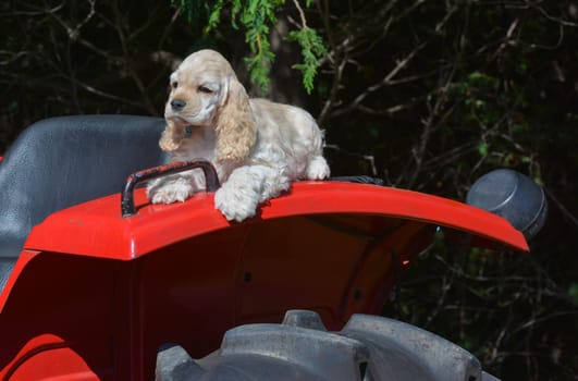 farm dog - cocker spaniel puppy laying on fender of a tractor