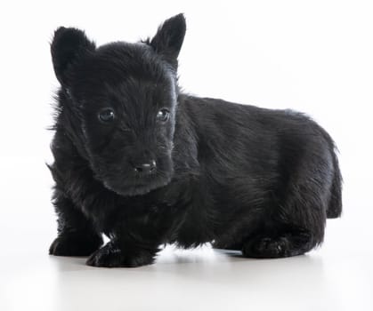 scottish terrier puppy sitting on white background - 6 weeks old