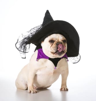 french bulldog wearing witch costume