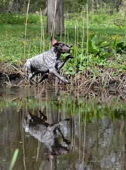 german shorthaired pointer jumping into the river