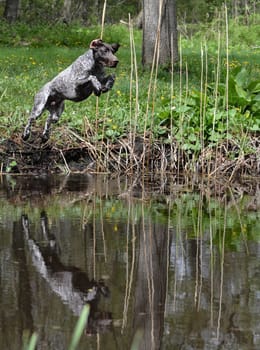 german shorthaired pointer jumping into the river
