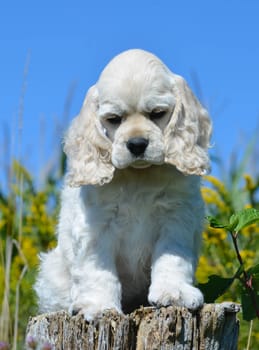 cute american cocker spaniel puppy sitting on a wood stump
