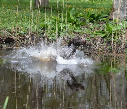 german shorthaired pointer jumping into the river