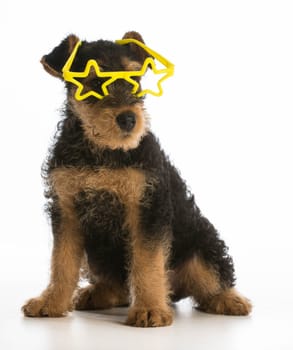 cute airedale terrier puppy wearing star shaped glasses sitting on white background