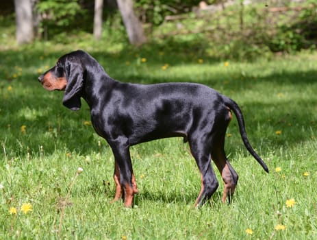 black and tan coonhound in the woods