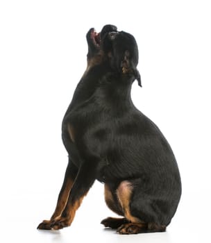 dog begging - brussels griffon puppy sitting  begging on white background
