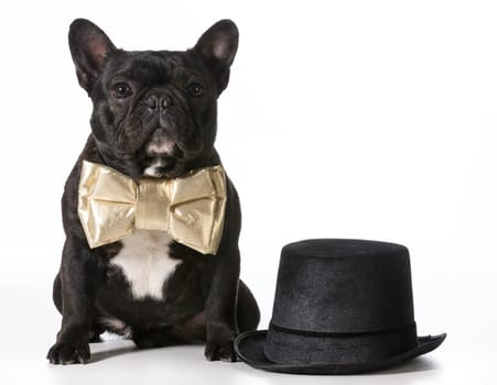 french bulldog wearing bow tie sitting beside top hat