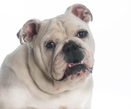 cute english bulldog puppy - 6 months old