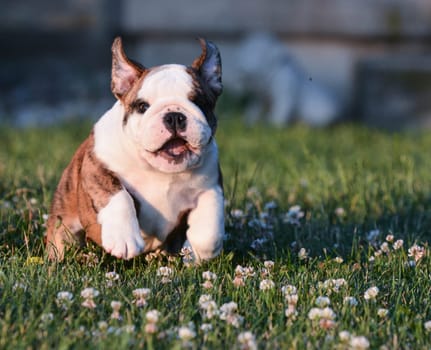 puppy running in the grass - english bulldog