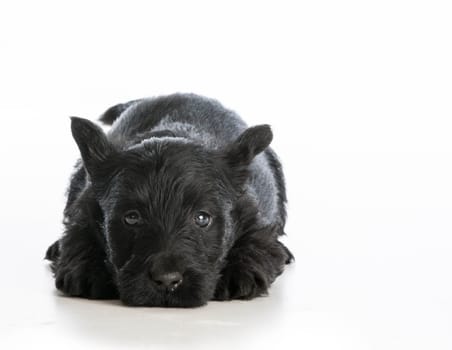 tired puppy - scottish terrier puppy laying down resting on white background