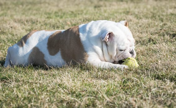 english bulldog playing with tennis ball outside in the grass