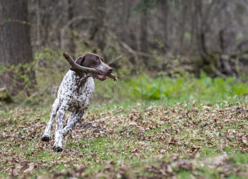 german shorthaired pointer running with a stick