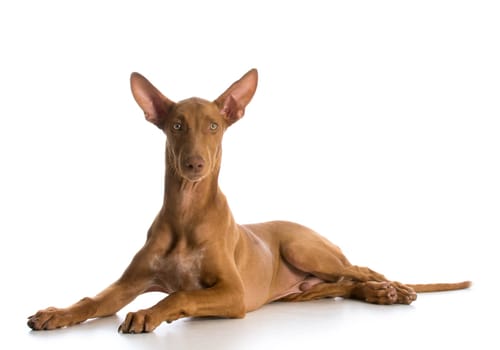 pharaoh hound laying down looking at viewer on white background