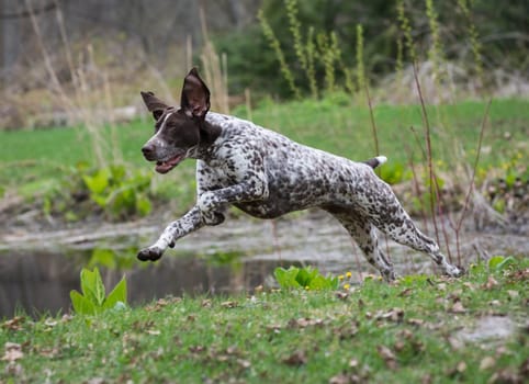 german shorthaired pointer running with a stick