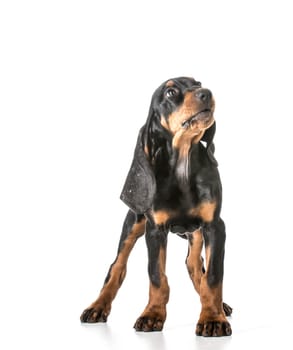 cute puppy - black and tan coonhound standing