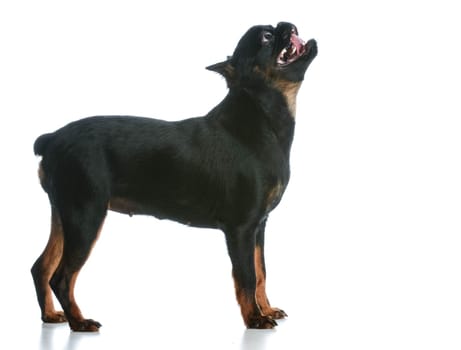 dog panting - brussels griffon puppy standing  panting on white background