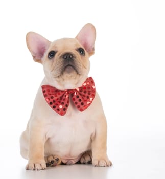 french bulldog wearing red bowtie looking up on white background