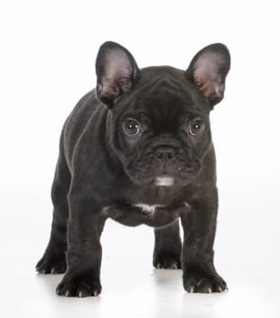 french bulldog puppy standing looking at viewer on white background