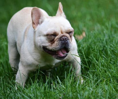 dog with mouth full of grass - french bulldog