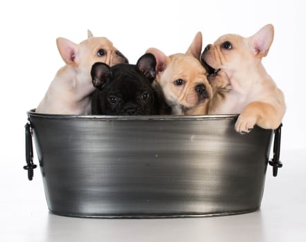 litter of french bulldog puppies in a wash basin on white background - 7 weeks old