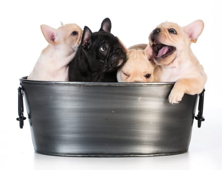 litter of french bulldog puppies in a wash basin on white background - 7 weeks old