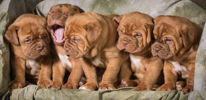 litter of dogue de bordeaux puppies - 5 weeks old
