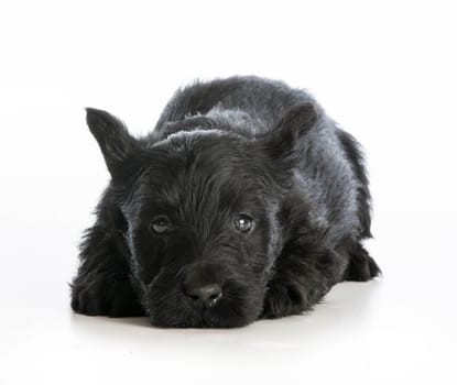 tired puppy - scottish terrier puppy laying down resting on white background